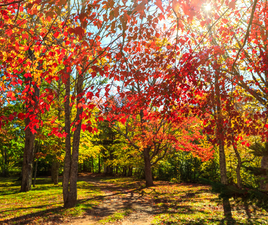 red trees in autumn